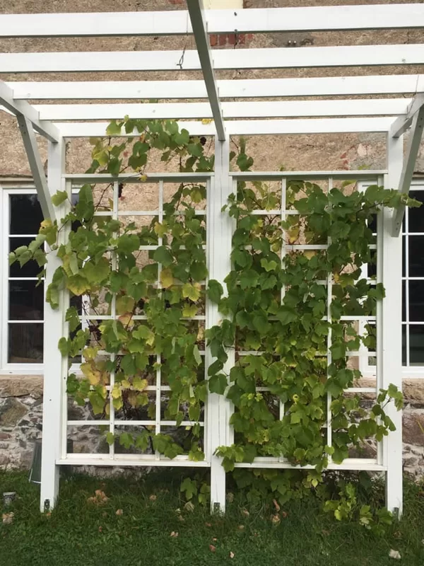 Koka pergola